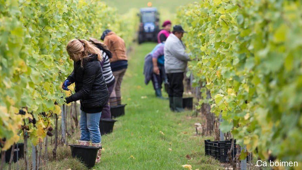 uk-low-skilled-jobs